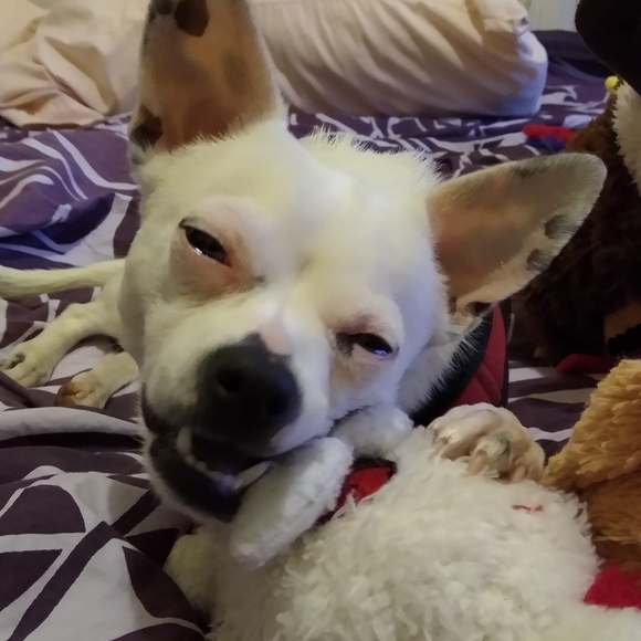 Meet your Posher, Virginia - Picture 1 of 1